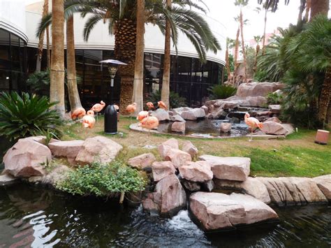 flamingo hotel wildlife habitat|flamingo hotel las vegas website.